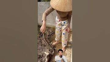 Con gái miền Tây bắt rắn độc dể như chơi #snake