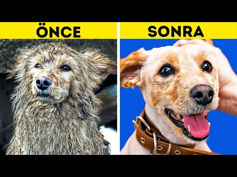 Video: Suistimal Edilen Veya İhmal Edilen Bir Evcil Hayvana Nasıl Yardım Edilir?