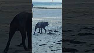 giant dangerous Dog at the beach