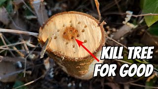 How to kill trees and stumps and prevent runners or new growth.