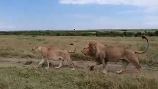 Massive Boy Olobor On A Walk With His Lioness Black Rock Coalition