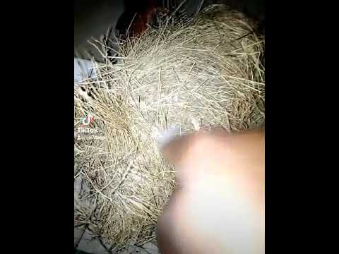 Tumia Kiota Cha Ndege Kumvuta Mpenzi