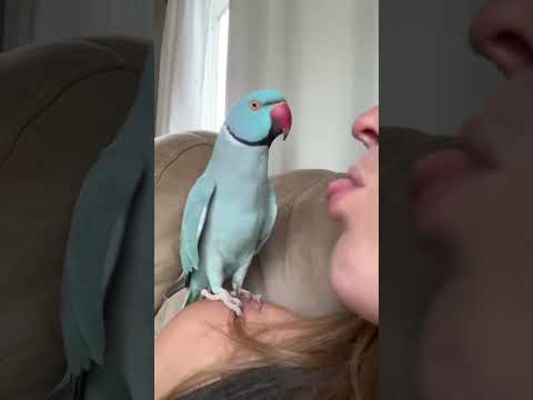 What happened?? #talkingparrot