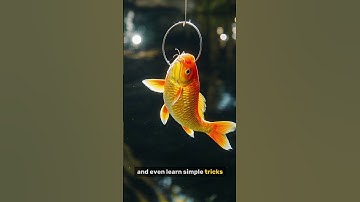 Goldfish Don’t Have 3-Second Memory #shorts , #didyouknow, #dyk