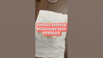 Look at an egg under a microscope🔬🔬 #microscope #egg #astrophotography