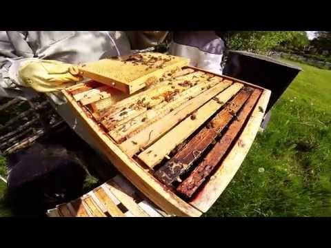 Video: Hur Man Kontrollerar Honung Med Jod