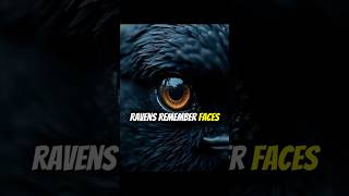Famous They Remember: The Terrifying Intelligence of Ravens Wealth