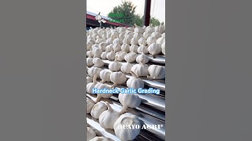 Automatic 8t/h Garlic Bulb Sizing Machine for Softneck and Hardneck Garlic
