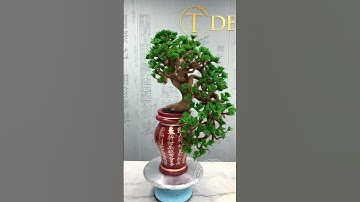 Chocolate Bonsai! 🌳 I found this little gem from 2019 I wanted to share it with you! #amauryguichon