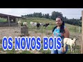 🐂🐂CHEGARAM OS NOVOS BOIS🐂🐂(QUANTO PAGAMOS?,PESO)