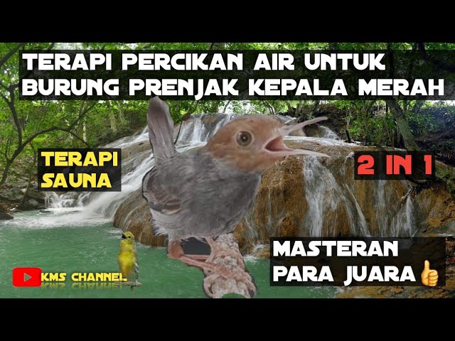 terapi percikan air burung prenjak BISU/macet bunyi_cinenen/klawu_prenjak kepala merah class=