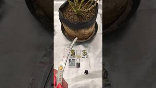 putgrowchew's MAGNUM OPUS WELCOME #livingsoil #livingsoil #organic #organicgarden #edu