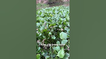 Câu cá thác lác #caucaro #câucárôđồng #thápmườiquêtôi #câucárô #fishing