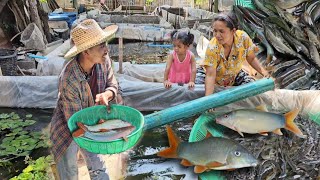 เลี้ยงปลาสายพันธุ์ประหลาด ราคาดีกว่าตลาด แถมรสชาติโครตดี พื้นที่น้อยสร้างรายได้หลักจากปลาหมู