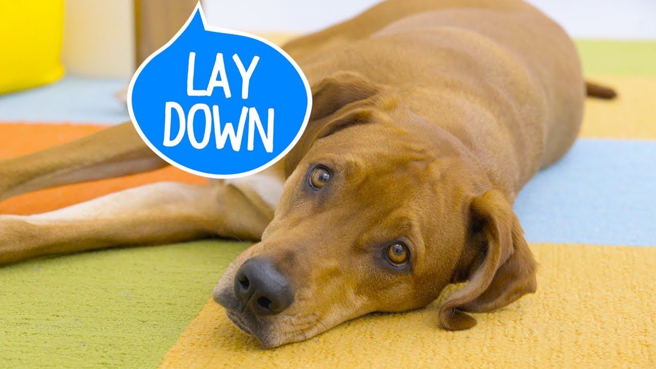 How to Teach a Dog to Lay Down | Chewy - YouTube