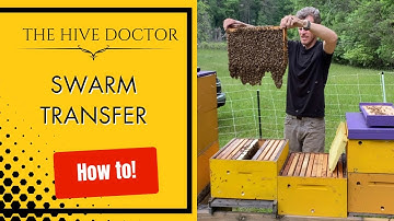 Swarm Transfer//How to Transfer a Swarm from a Swarm Trap//Transferring a Swarm into Full Equipment