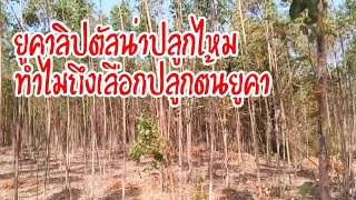 ยูคาลิปตัสน่าปลูกไหม ทำไมถึงเลือกปลูกต้นยูคาลิปตัส #ไม้เศรษฐกิจ #ยูคาเนื้อเยื่อ #ต้นกระดาษ