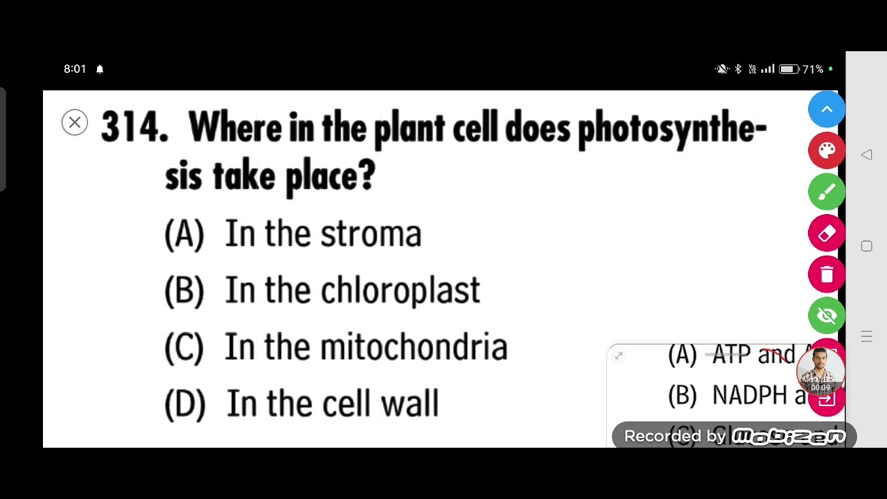 Where in the plant cell does photosynthesis take place? - YouTube