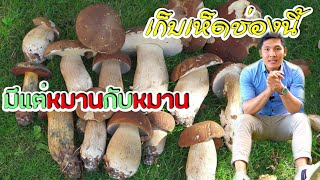 โชคดีอีกแล้ว🍄เจอเห็ดผึ้งซัมเมอร์ มีแต่ดอกใหญ่ๆ สวยๆ พาพี่น้องหาเห็ด ร้องจ๊าก!! ตกใจอะไรในป่า