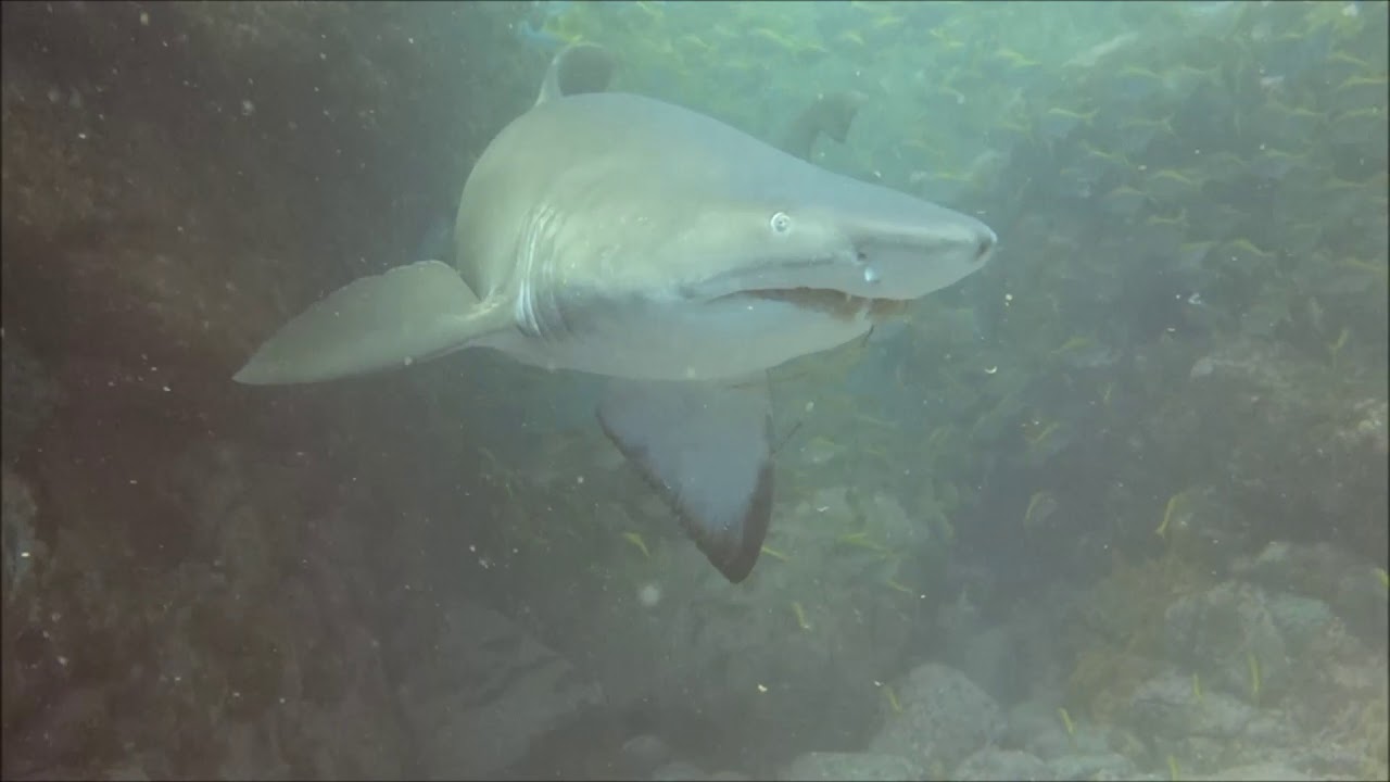 Diving with sand tiger sharks off the coast of Sydney