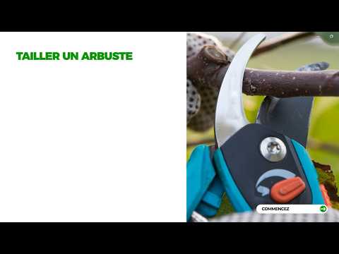 Taille d'arbustes et de haies : les techniques essentielles