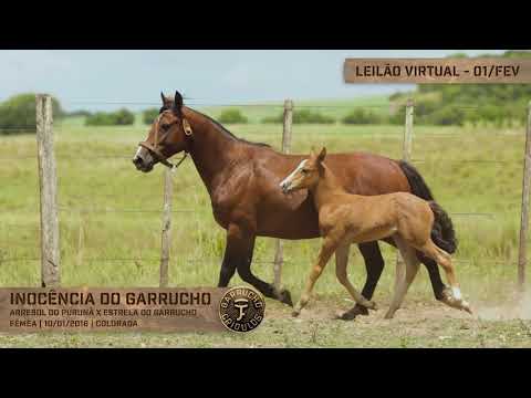 Lote 19 - Inocência do Garrucho