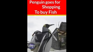 Pet Penguin in Japan | Lala Penguin Goes Shopping in Japan | Baby penguin | amazing facts| #shorts