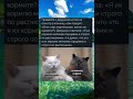 Вот почему мои коты ТАКИЕ жирные! 🤯🐾#мемы #приколы #shorts  #коты #жирныекоты #животные #кошки