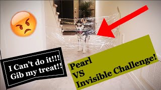 My Husky's Reaction to the Invisible Challenge!!