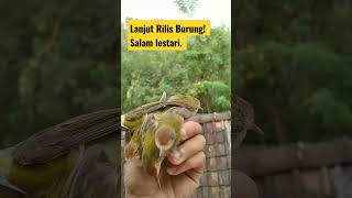 LANJUT! Rilis Burung    #salamlestari