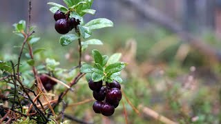 БРУСНИКА  в конце октября - самая вкусная! 18 литров за два дня. Белые грибы здесь закончились...