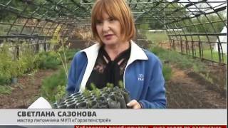 Озеленение улиц. Новости. 02/09/2016. GuberniaTV видео Озеленение улиц
