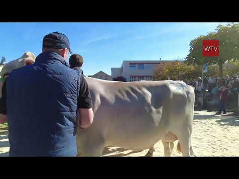 Willisau Cattle Show 2022