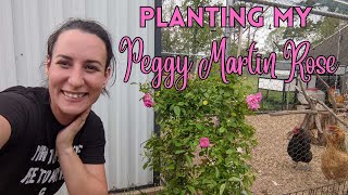 Planting Climbing Roses | Peggy Martin Rose