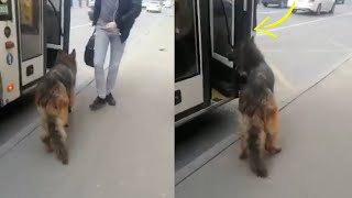 He Spent His Whole Life Wandering Everywhere Looking For Help... But Everyone Indifferent To Him by Animal Rescue 332,220 views 9 days ago 8 minutes, 18 seconds