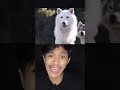 ANJING INI PENGEN PACARAN AMA SERIGALA PUTIH‼️😭 | Ale Khin #shorts #film