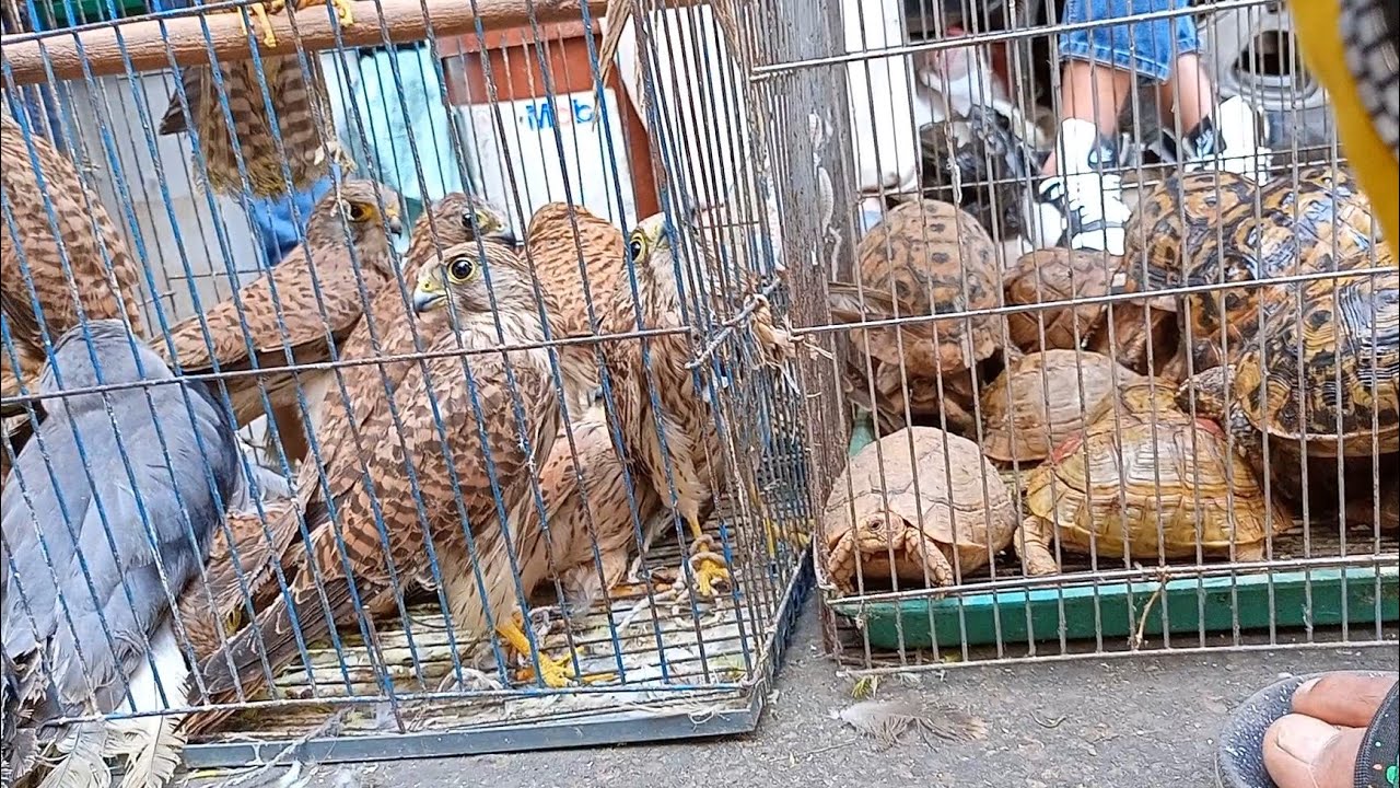 جوله في سوق الجمعه باسعار صقور تماسيح سلاحف حداء حمام عصافير طيور مينا