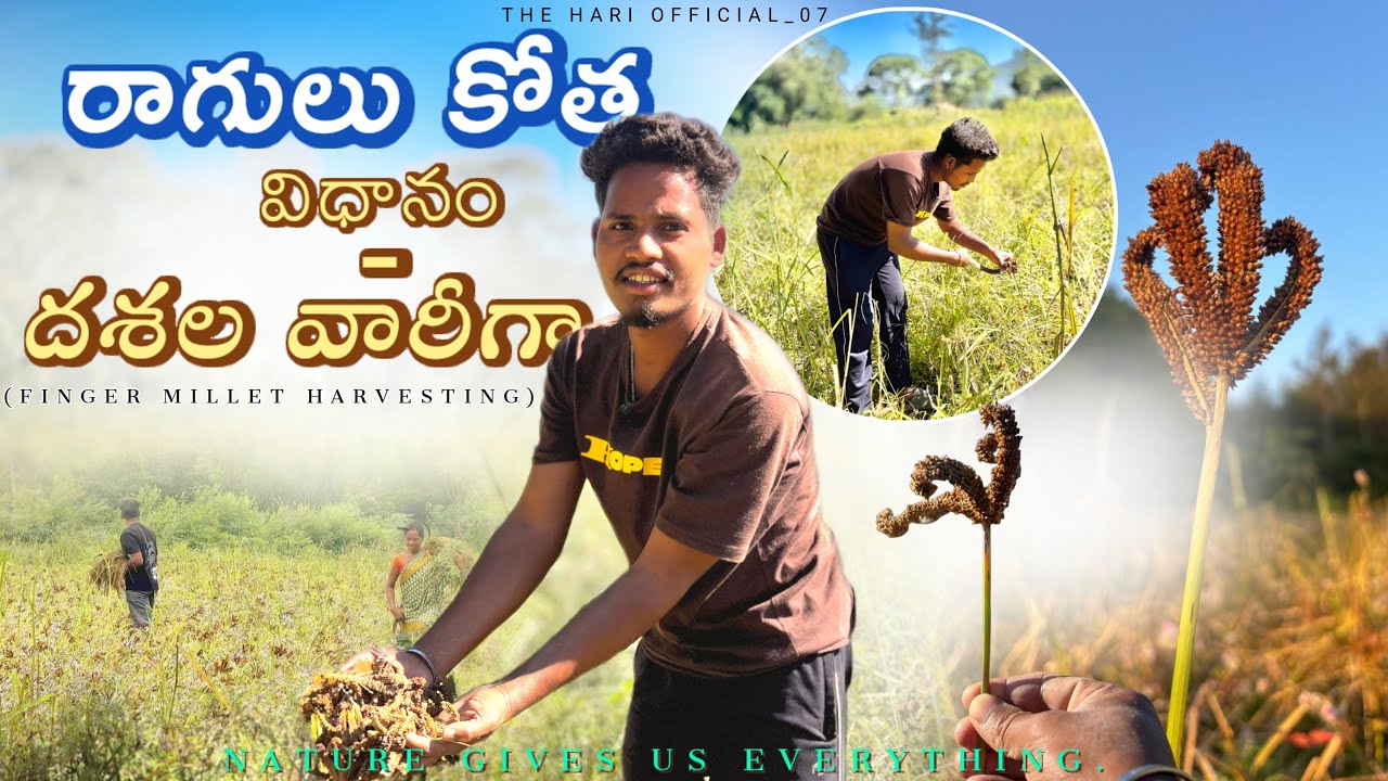 Batala Ragulu 🌾 Ragulu Harvesting Full Process | Step by Step Ragi Cutting ...