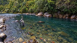 Fly Fishing BackCountry Trout before River Blows Out!