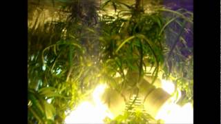 Week 6 Flowering