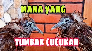 Mana yang Perkutut Tumbak Cucukan.