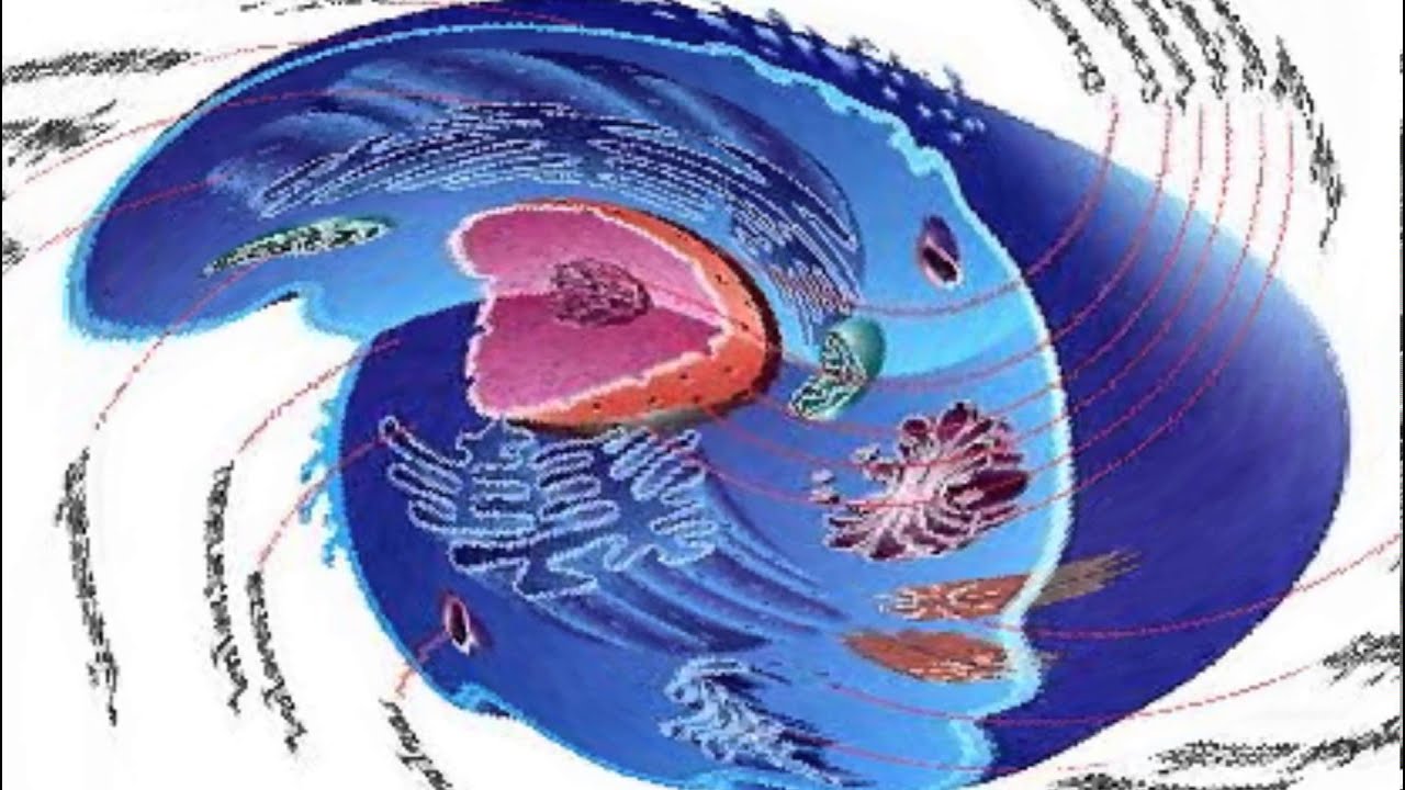 Music Cell Music Cell - YouTube