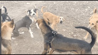 DOGS FIGHT FOR MATING - WINNER GET THE FEMALE....SEE WHAT HAPPENS NEXT