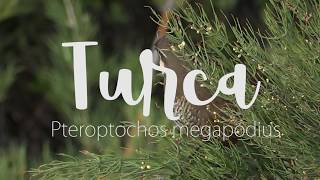 Turca - Pteroptochos megapodius