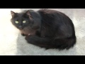 Black Cats! --- CAT COMPILATION