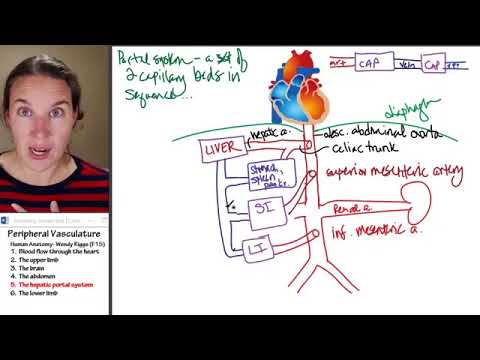 Hepatic portal system