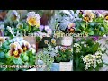 【ガーデニング】パンジービオラの寄せ植えづくり🌼【寄せ植え】