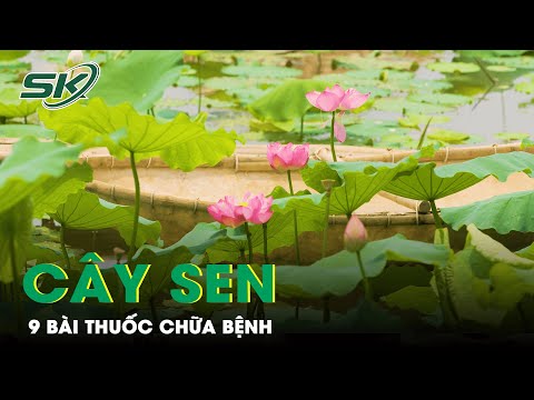 Video Cây Sen: 9 Bài Thuốc Hỗ Trợ Chữa Bệnh | SKĐS - youtube