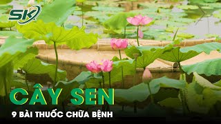 Cây Sen: 9 Bài Thuốc Hỗ Trợ Chữa Bệnh | SKĐS