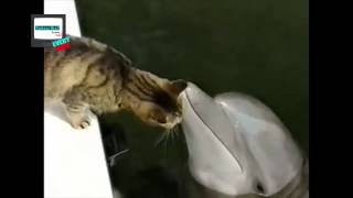 CUTE cat dolphin kiss